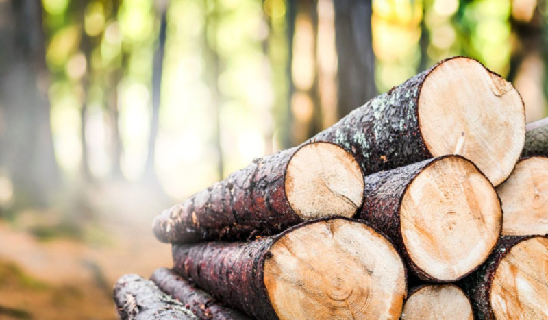 What's the difference between softwood and hardwood?
